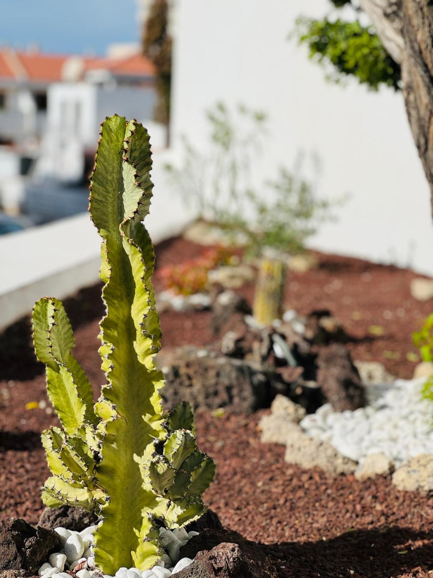 Garden City Private Apartment Costa Adeje Playa Feñabe Buitenkant foto