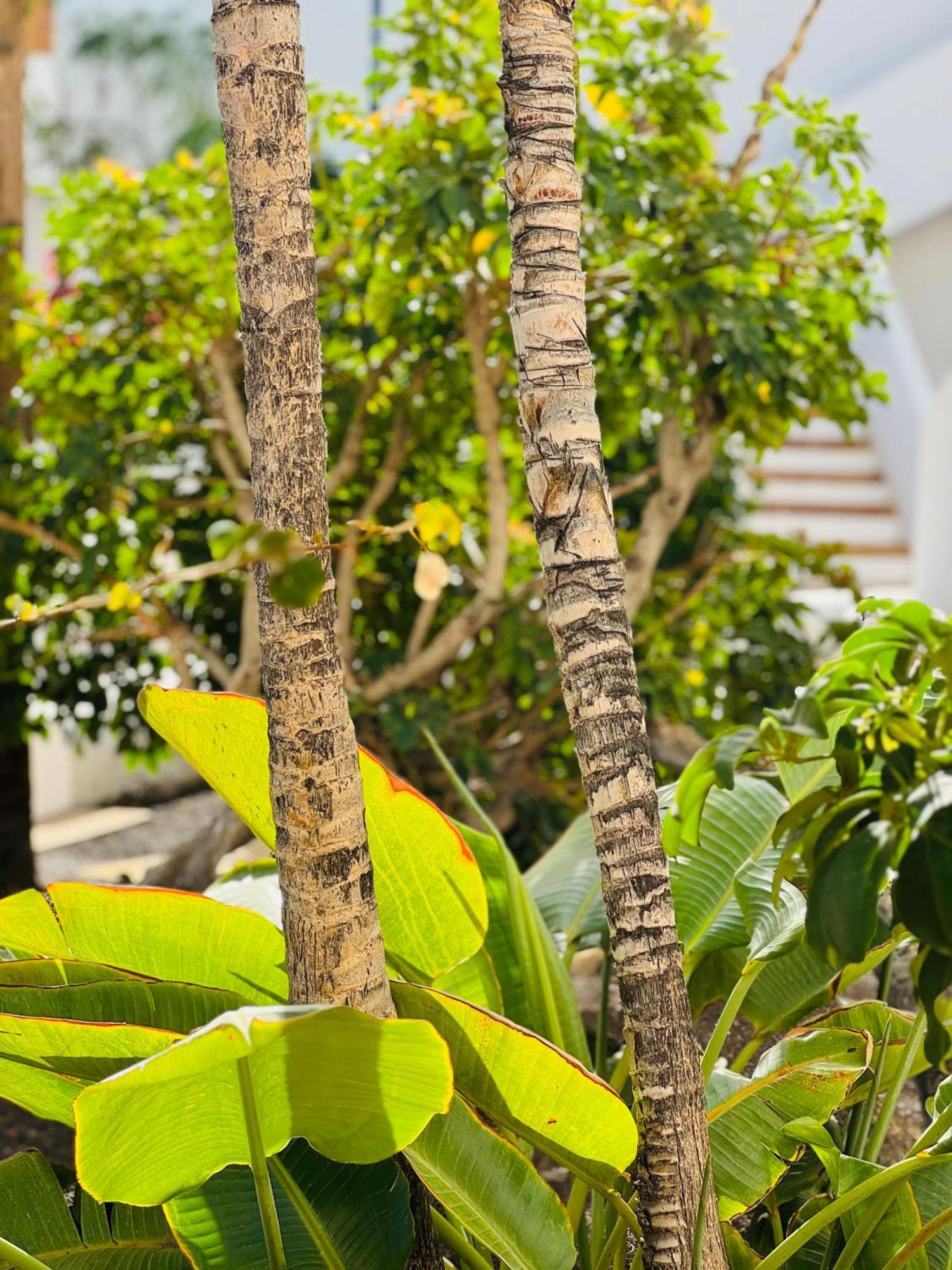 Garden City Private Apartment Costa Adeje Playa Feñabe Buitenkant foto